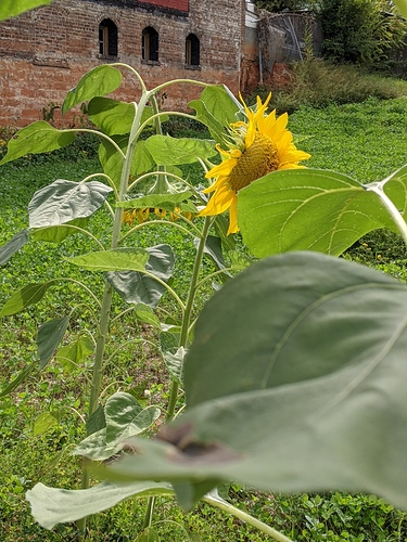 PXL_20201004_153809584.MP