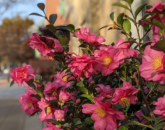 PXL_20201122_132419117.PORTRAIT-01