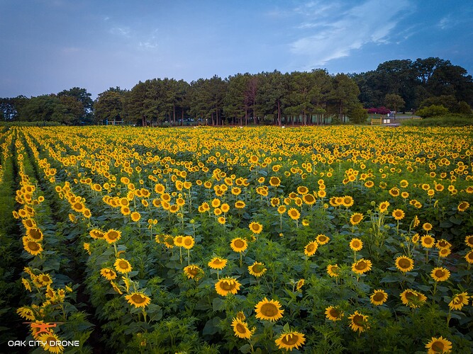 DJI_0208