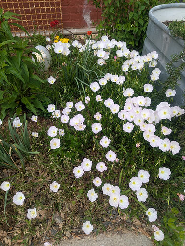 PXL_20260403_193831825